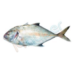 ماهی حلوا بحرینی